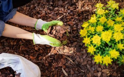 8 Ways To Make Your Backyard More Environmentally-Friendly