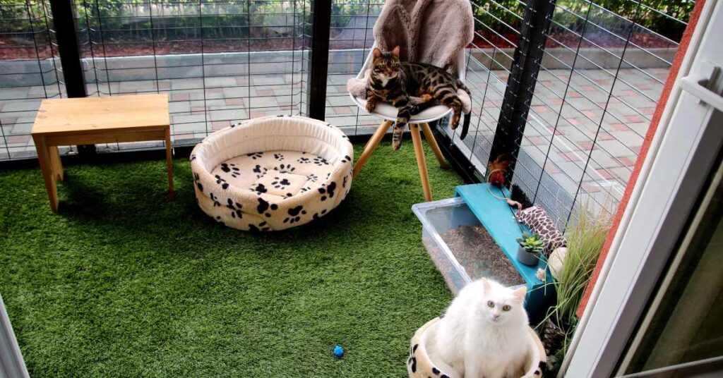 outdoor cat patio that backs onto home patio